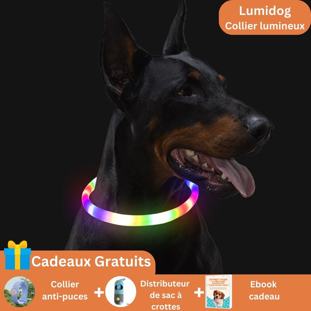 Collier lumineux pour chien (3 tailles et 4 couleurs au choix)